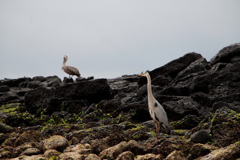 uploaded image galapagos islands belong to which country 1708555226820