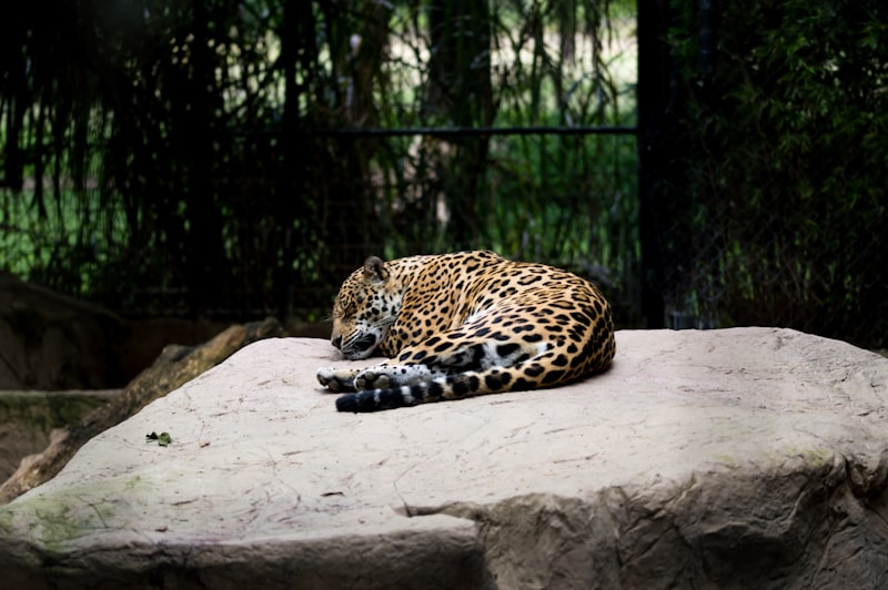 uploaded image jaguar from which country 1708557499944