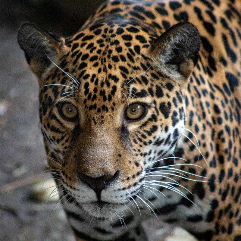 uploaded image jaguar is a company of which country 1708555376982