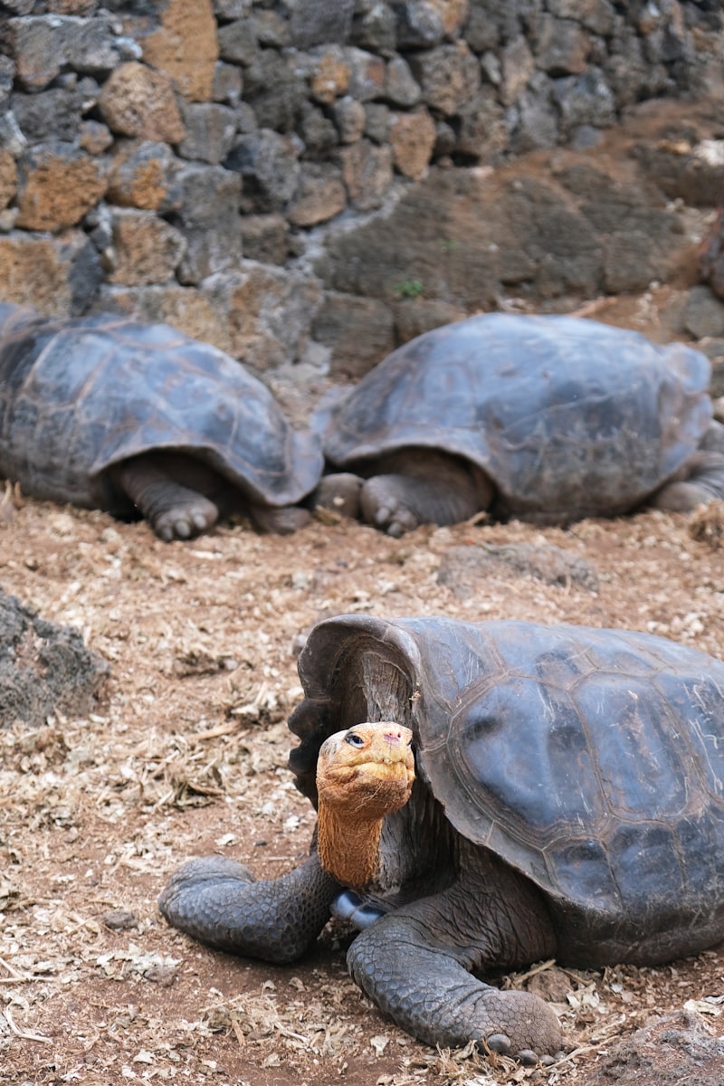 uploaded image the galapagos islands are part of which country 1708554784798